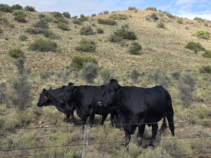 0 Bedroom Property for Sale in Middelburg Rural Eastern Cape